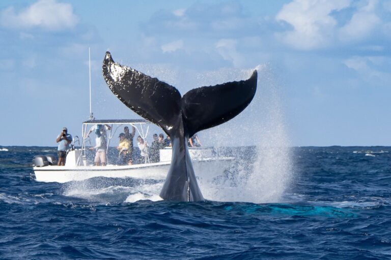 12 Best Whale Watching Booking Software (2026 Comparison Guide)